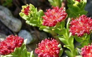 Flowering adaptogenic botanicals growing among rocks